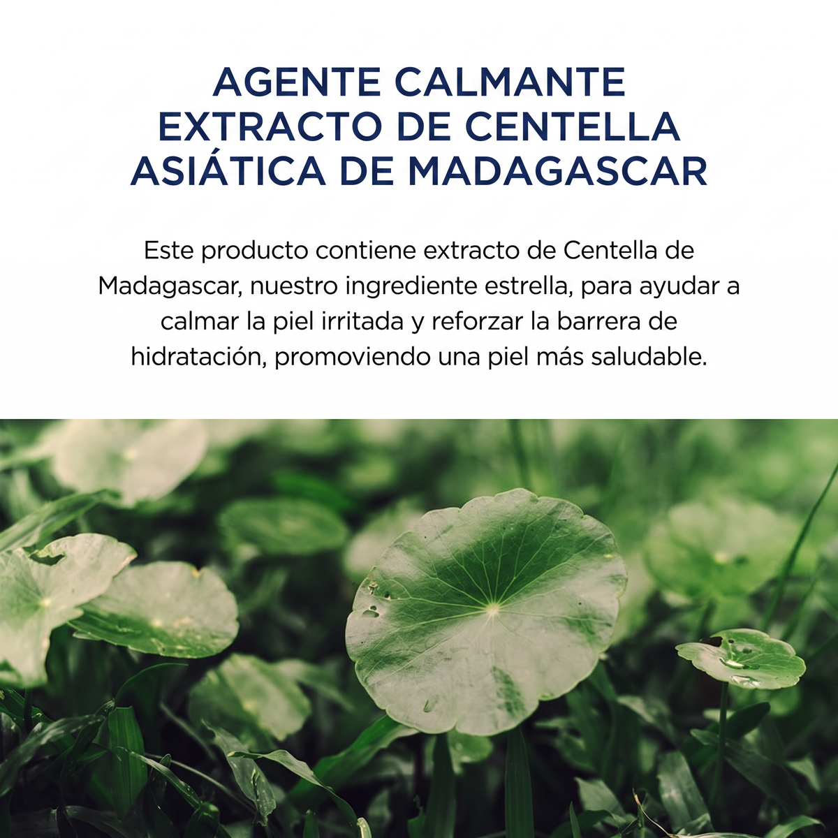 Centella Asiatica Madagascar